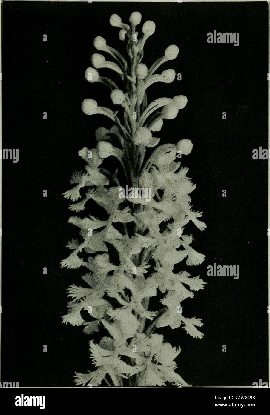The flower and the bee; plant life and pollination . Fig. 74a. Night-Blooming Tobacco. Nicotiana noctifloraA hawk-moth flower. Fig. 75. White Variety of Purple-Fringed Orchis. Habenaria psychodes THE FLOWER AND THE BEE length of 11 inches. It seemed impossible at the time ofthe discovery of this plant that there should be in existencea moth with a tongue long enough to consume all of thenectar, but such a moth was later actually found. To re-move the pollen masses it must thrust its long proboscisinto the nectary up to its very base. If these great mothswere to become extinct, then assuredly A Stock Photo