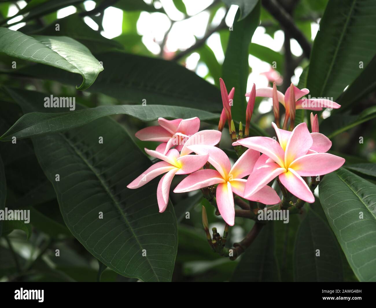 A Frangipani Tree, Plumeria speci. pink and yellow. An ornamental plant