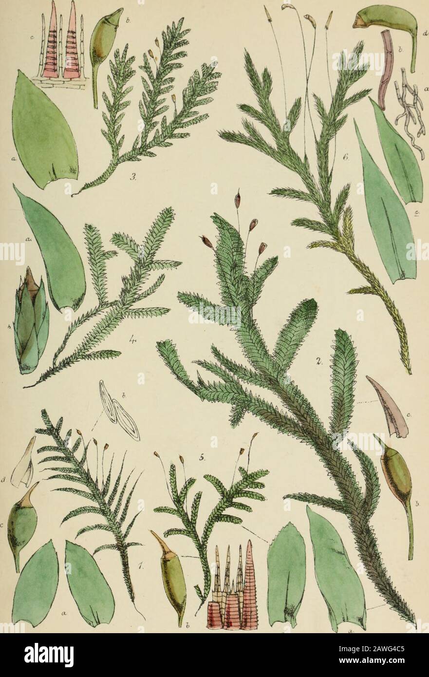 Handbook of British mosses : comprising all that are known to be natives of the British Isles . .^ci OjeL.et .lUT- &gt;ir&gt;i;ert Crodtz imi  PLATE IV. 1. Neckera complanata. n. leaves, magnified. b. leaf-cells, magnified. c. sporangium, magnified. d. veil, magnified. 2. N. crispa. a» leaf, magnified. b, sporangium, magnified. c, veil, magnified. 3. N. pumila. a. leaf magnified. b. sporangium magnified. c. part of peristome, magnified, seen from within. 4. N. pennata. a. leaf, magnified. b. sporangium, magnified, with perichsetium. 5. Homalia trichomanoides. a. leaf, magnified. b. sporangi Stock Photo