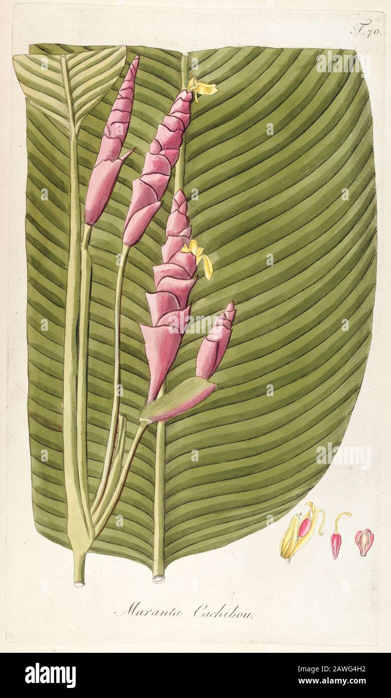 Hand painted botanical study of Maranta Cachibou flower anatomy from Fragmenta Botanica by Nikolaus Joseph Freiherr von Jacquin or Baron Nikolaus von Jacquin (printed in Vienna in 1809) Stock Photo