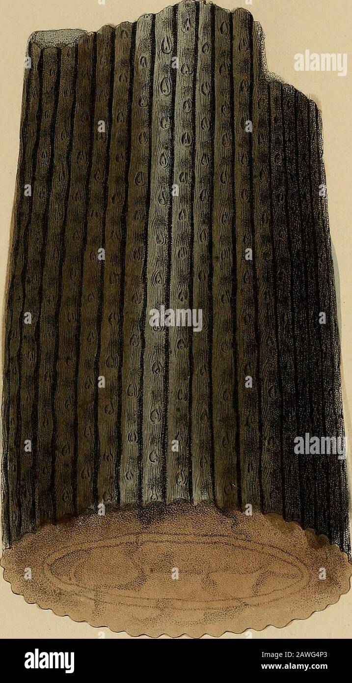 Stringwood Extinct A pictorial atlas of fossil remains, consisting of coloured ...