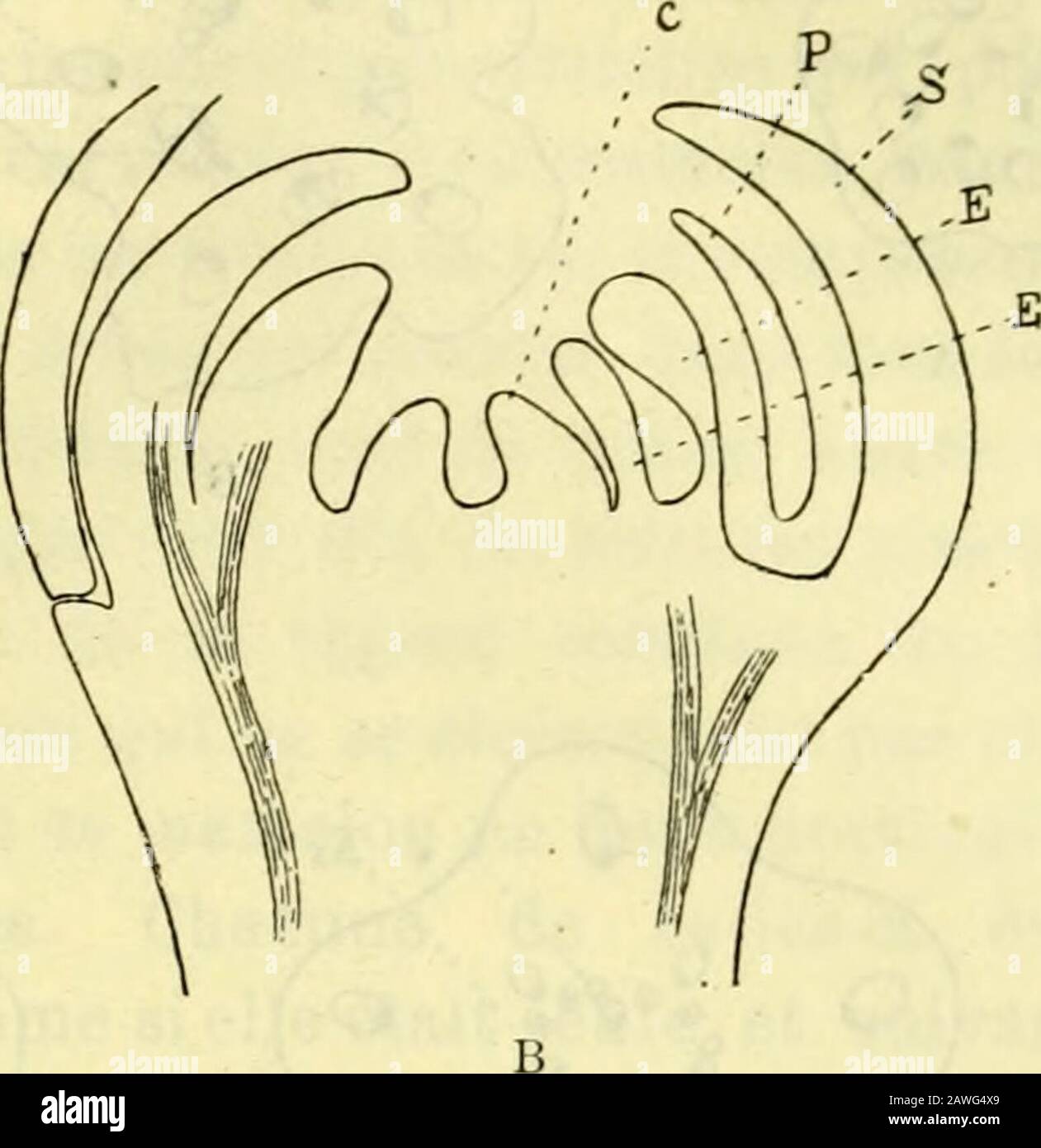 Actes de la Socilinnnne de Bordeaux . Figure 67. — Peganum harmalo, coupes longitudinales de la fleur à deux stades dif-férents. — A, état très jeune, les sépales sont développés, à gauche un mamelonpétalaire ip) avec son mamelon staniinal superposé (e), à droite la même figuremontre un sépale (S) et un mamelon staminal (&lt;?) en dedans de celui-ci un autremamelon staminal sectionné latéralement; B, fleur plus âgée au moment de lappa-rition des feuilles carpellaires. (Gross. = 60.) Distribution des faisceaux fibro-vasculâires. — Des dix fais-ceaux que renferme le pédicelle floral, les cinq sé Stock Photo
