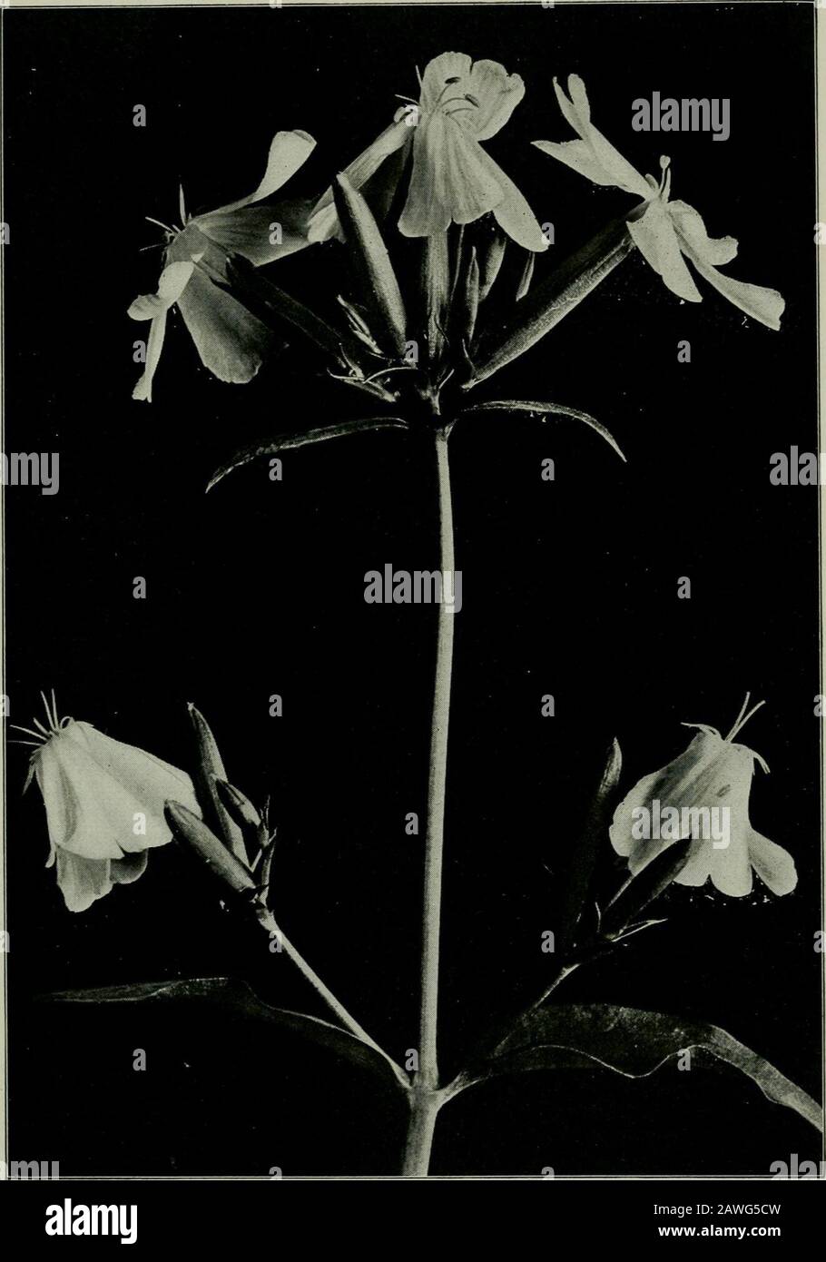 The flower and the bee; plant life and pollination . Fig. 73. Racemed Catchfly.dichotoma Silene. Fig. 74. Bouncing Bet. Saponaria officinalisA hawk-moth flower Stock Photo