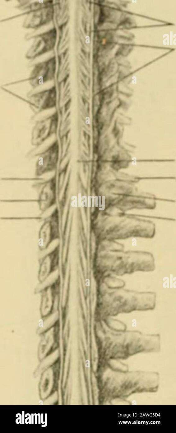 Human anatomy, including structure and development and practical considerations . Anterior root Spinal ganglion Spinal nerve Vertebral artery.Body of fourth cervicil vertebra ^^ Transverse section of vertebral canal at level of fourth cervical vertebra, spinal cord in position. with the dura and partially subdivides the subarachnoid space. Lower, this partition, I024 HUMAN ANATOMY. Fit;. 880. Skiiii-Vcrlcbral at lory/ i« Spinal ^ accessory nerve Pedicles, cut. Mi-.lulla Spinal accessory,. , , nerve Kdffe ofcut dural sliealli Spinal tord I T//// Pedicles Stock Photo