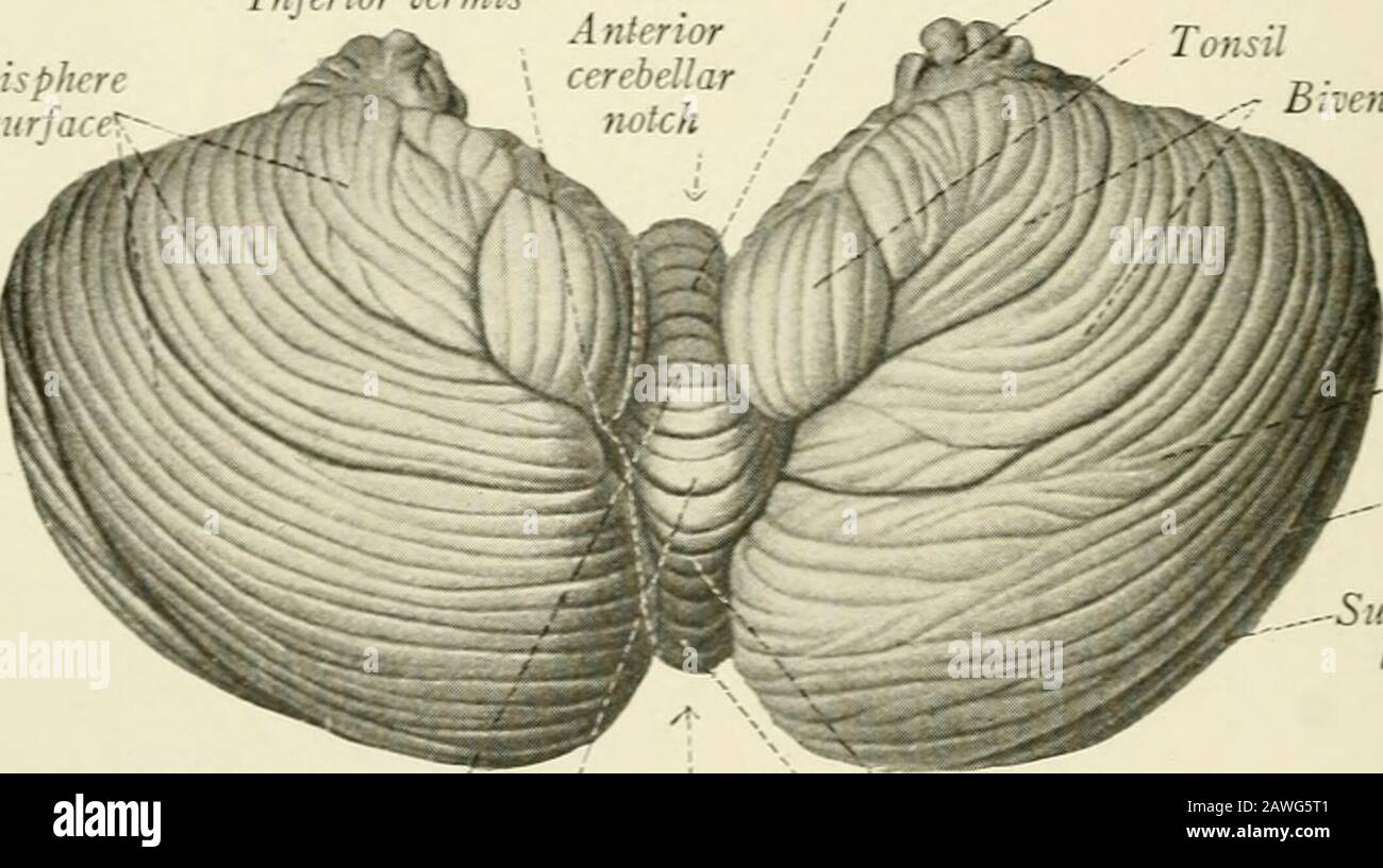 The anatomy of the nervous system, from the standpoint of development