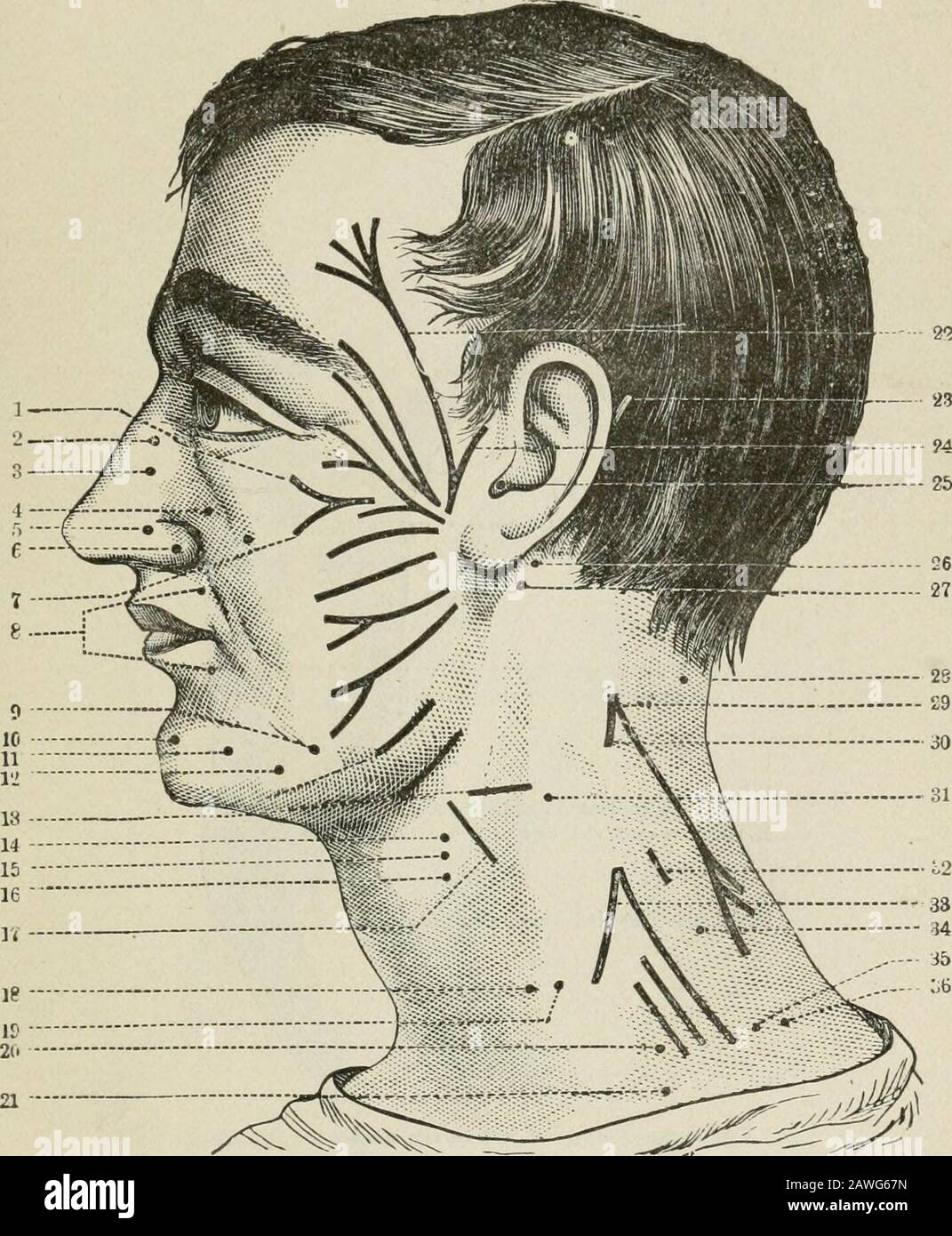 Lectures on nervous diseases from the standpoint of cerebral and spinal ...