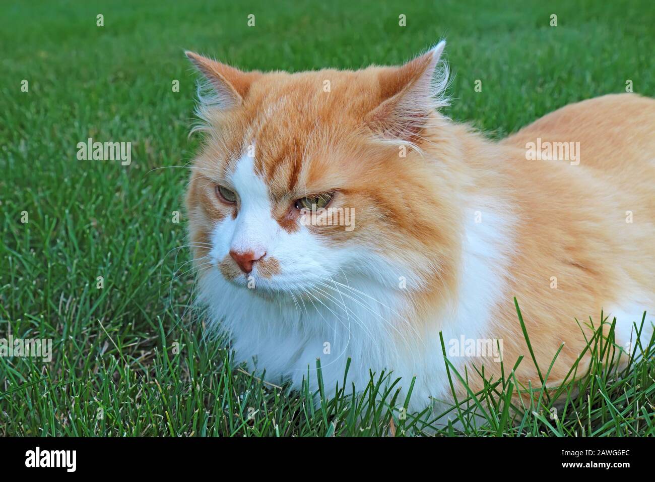 An orange and white domestic longhair cat (Felis catus) relaxing in a lawn of green grass Stock Photo