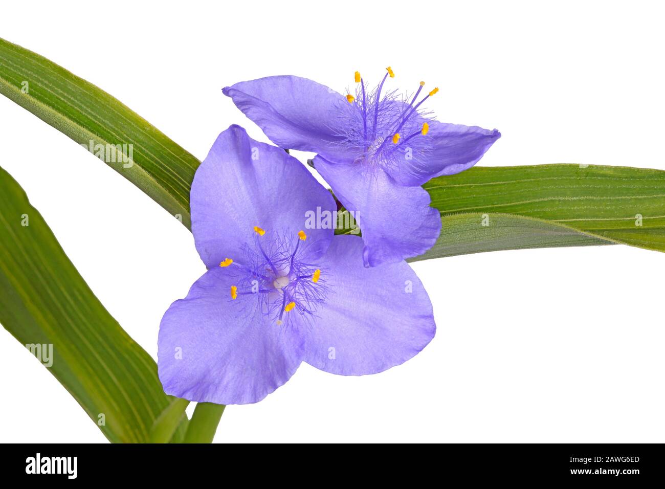 Green leaves and purple flowers of the North American native perennial plant spiderwort (probably a hybrid involving Tradescantia virginiana and T. oh Stock Photo