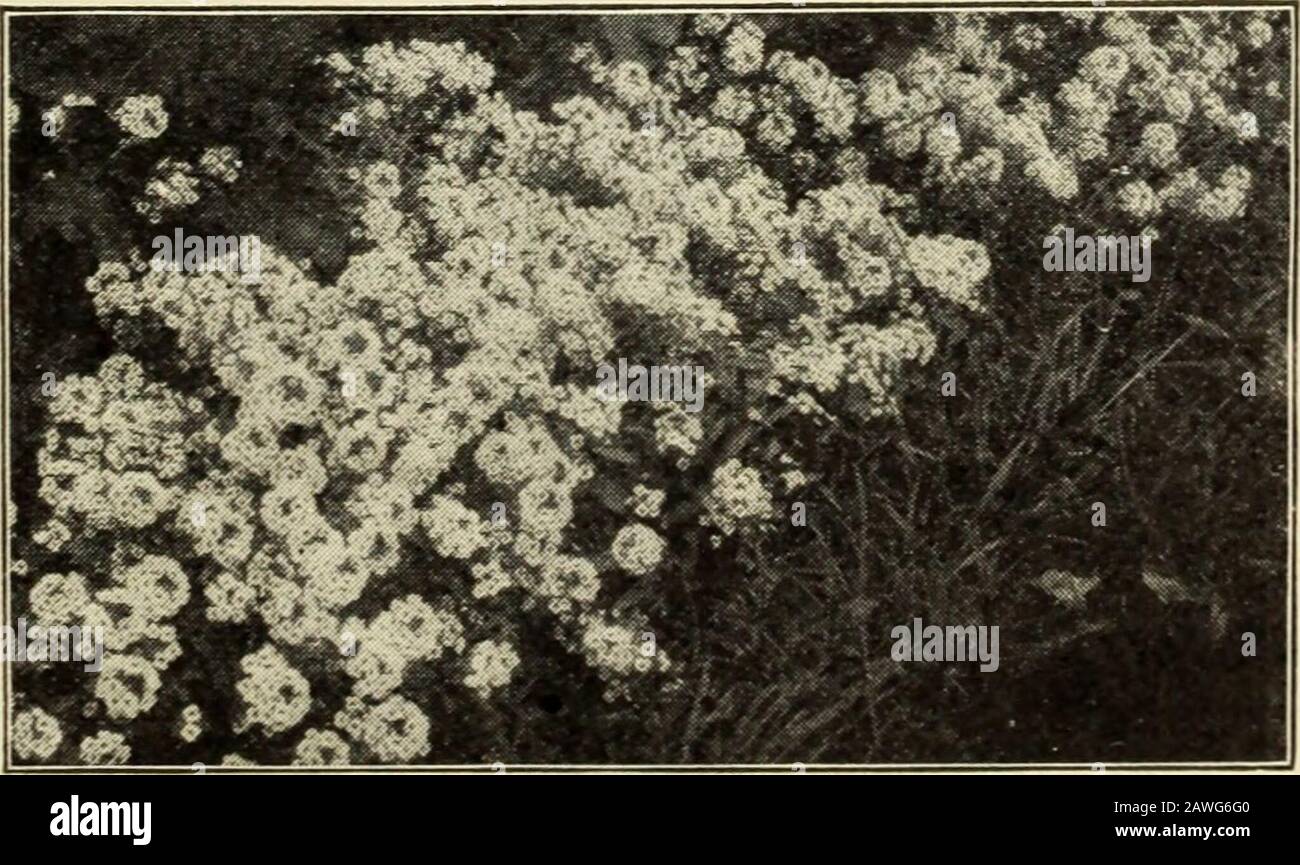 Johnson's garden & farm manual : 1910 . AGERATUM. 5C. 143. Saxatile Compactum. Perennial, yellow. pkt.Pkt., 6C 144. Carpet of Snow^. Pure Avhite, only 2 to 3 incheshigh, a profuse bloomer, showing as many as 800 heads ofsnow-white flowers at one time on one plant • annual Pkt.,no.. BORDER OF ALYSSTTM CARPET OF SNOW. AMARANTHUS Ornamental foliage and flowering annuals Veiy rapidgrowth and easy culture. For semi-tropical gardening theyare very effective. 160. Caudatas (Love-lies-bleeding). Pkt, bo. 161. Tricolor {Josephs Coat). Pkt, 5c. AMPELOPSIS VEITCHII er oz. Plants, 20c. each$2.00 per dozen Stock Photo