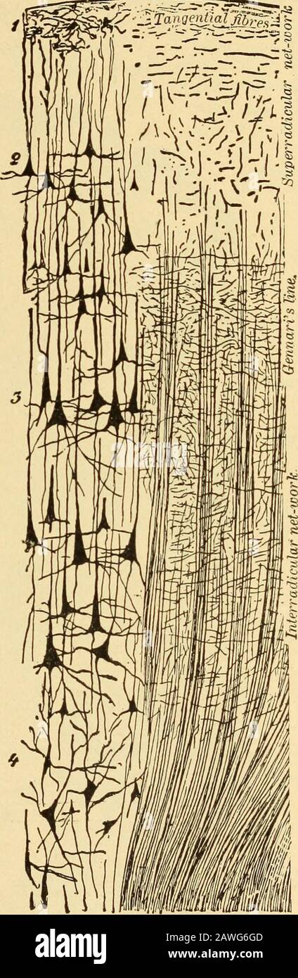 Diseases of the nervous system .. . one interested in the structure of th(&gt;cerebral cortex is referred to the excellentdescription of Eamon (Studien liber diePlirnrinde des Menschen, Leipzig, 1900.Ambros. Barth). Of all the cells of this part of the cor-tex (which with their dendrite nerve fibersand collaterals form a very dense networkthat has been explored by Golgi and Ra-mon), the large pyramids (Fig. 59, ///, i)of the third layer are the only ones whichappear to be regarded as cells of the secondmotor neuron. They are characterized by amany-branching dendrite net which extendsto the sur Stock Photo