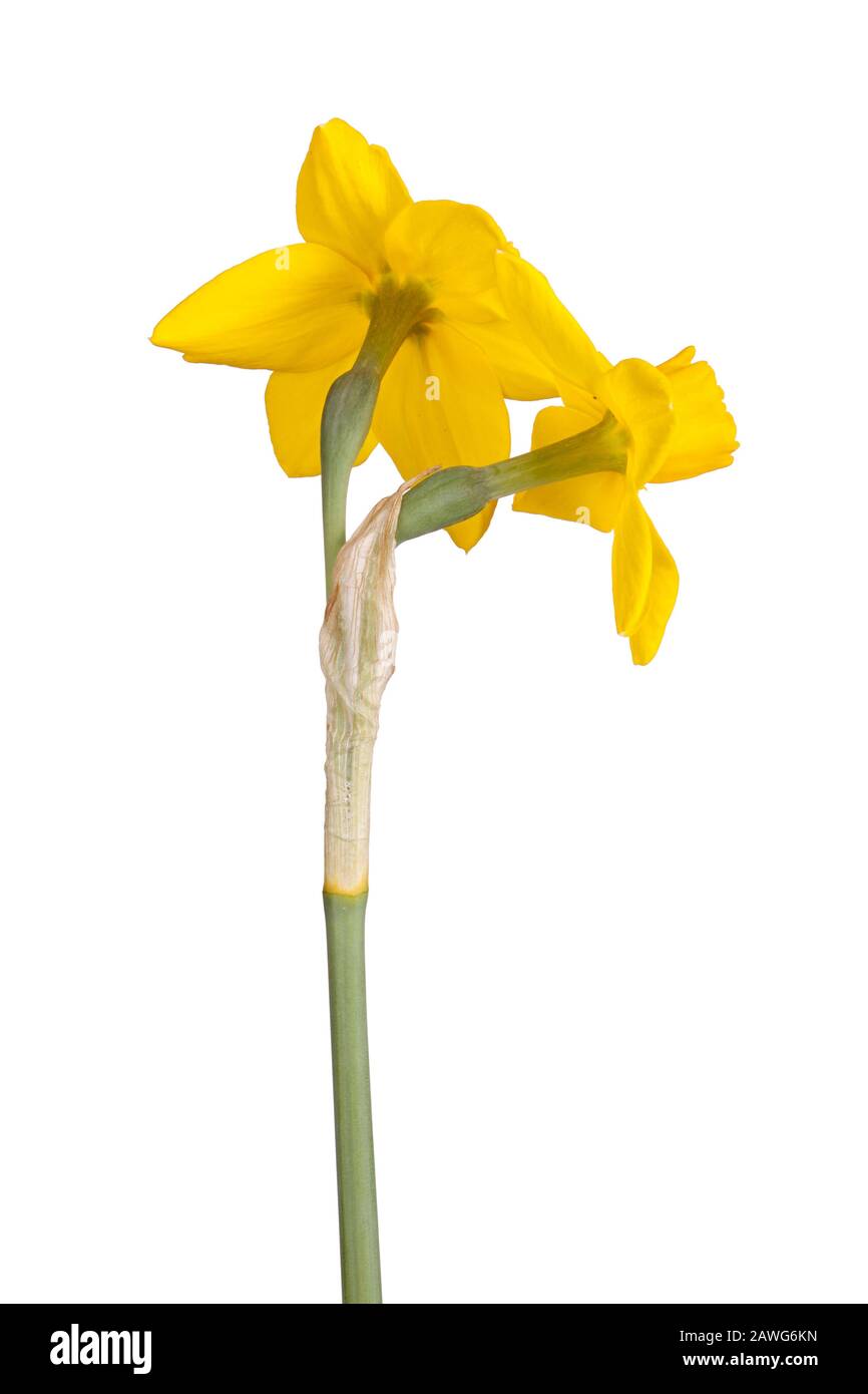 Back view of two flowers and stem of the heirloom yellow jonquil