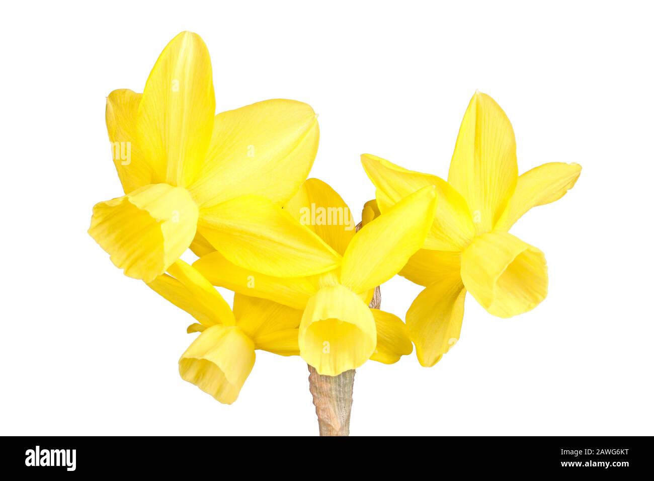 Stem with four yellow flowers of a Narcissus triandrus daffodil hybrid cultivar isolated against a white background Stock Photo