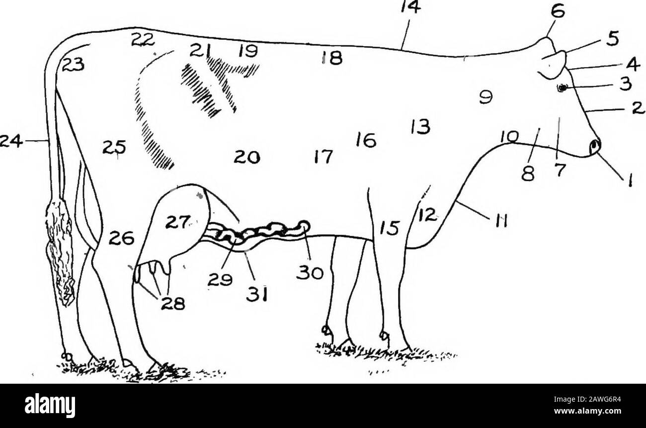 Types And Market Classes Of Live Stock Called Judg Ing By Performance Breeders Of Dairy Cattle Organ meats are often overlooked, with most the most common types of organ meat include: https www alamy com types and market classes of live stock called judg ing by performance breeders of dairy cattle have an advantage over breedersof beef cattle it being difficult for the latter to obtain completerecords of performance a slaughter test fully reveals a beef 138 types and market classes of live stock 139 animals capacity as a meat producer and records of the costof feed and labor may be as easily kept as for dairy animalsbut after the beef animal has demonstrated its value on theblock it is no longer available for breeding purposes howevercalves by a certain bull or from a certain cow may image342719976 html