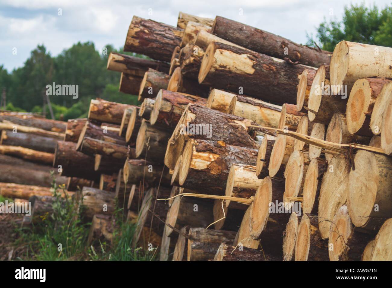 Wooden logs in the forest. chopped tree logs stack. nature landscape ...