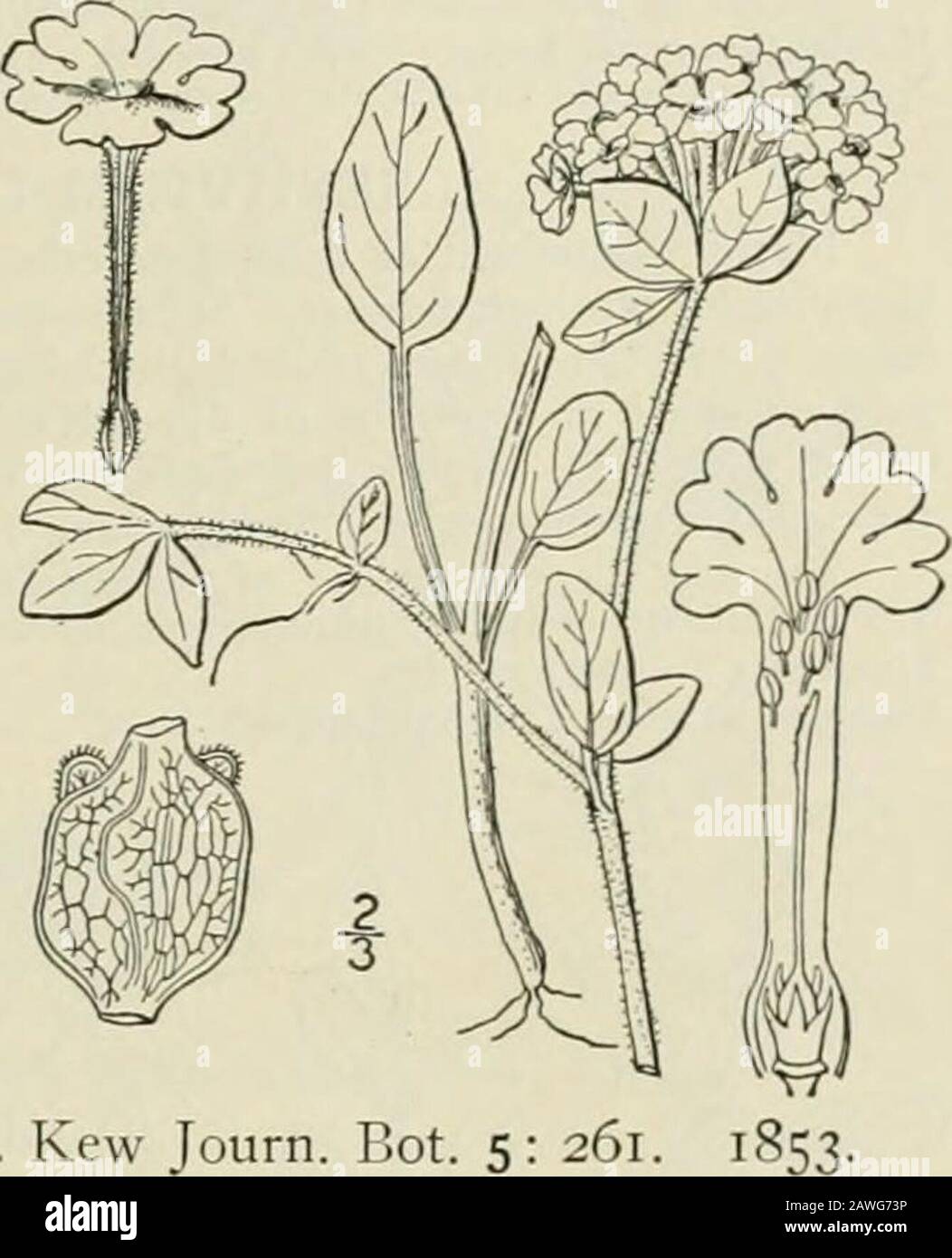 An illustrated flora of the northern United States, Canada and the British possessions : from Newfoundland to the parallel of the southern boundary of Virginia and from the Atlantic Ocean westward to the 102nd meridian; 2nd ed. . ad or narrow, reticulate-veined.Seed cylindric, smooth, shining; one of the cotyledons is abortive, the seedling appearingmonocotyledonous. [Name from the Greek, graceful.] About 45 species, all American, mostly of western North America. Type species: Abroniacalifornica Gmel. Abronia fragrans Nutt.Fig. 1731. White Abronia. Abronia fragrans Nutt.; Hook. Kew Journ. Bot. Stock Photo