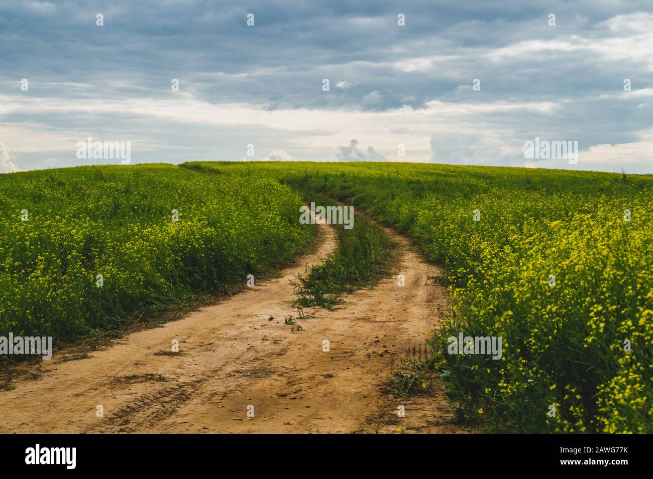 Beautiful valley. way through green meadows and hills. yellow flowering field. nature landscape with horizon line Stock Photo