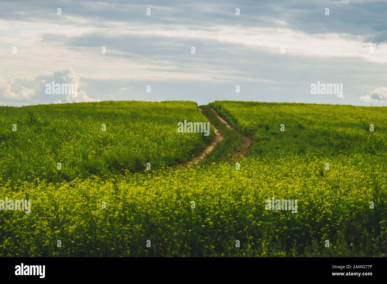 Beautiful valley. way through green meadows and hills. yellow flowering field. nature landscape with horizon line Stock Photo
