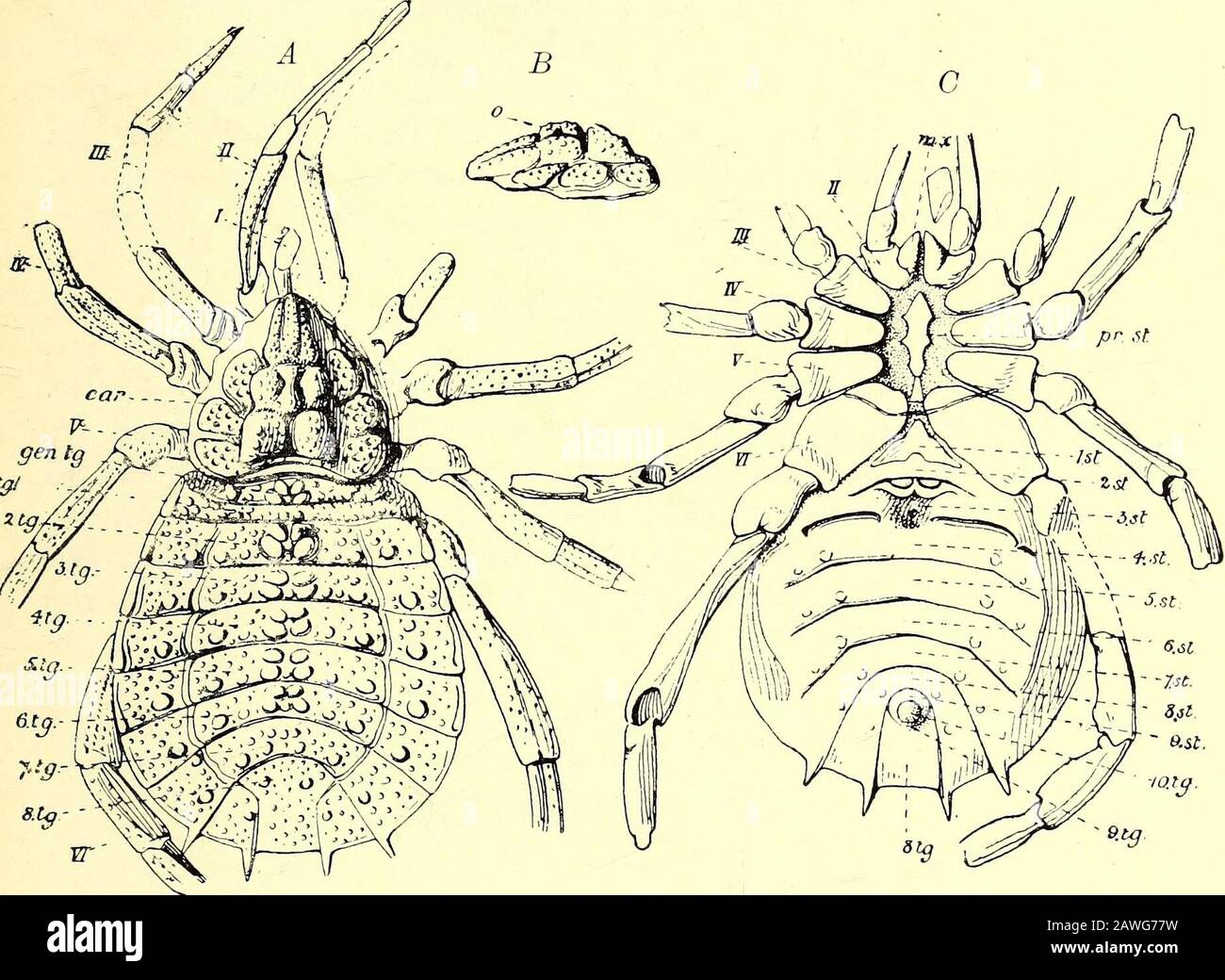 A guide to the fossil invertebrate animals in the Department of geology and palaeontology in the British museum (Natural history) . hire, under surface, about tw^ice nat. size. (E.. 1. Pocock.)(Both blocks A guide to the fossil invertebrate animals in the Department of geology and palaeontology in the British museum (Natural history) . hire, under surface, about tw^ice nat. size. (E.. 1. Pocock.)(Both blocks