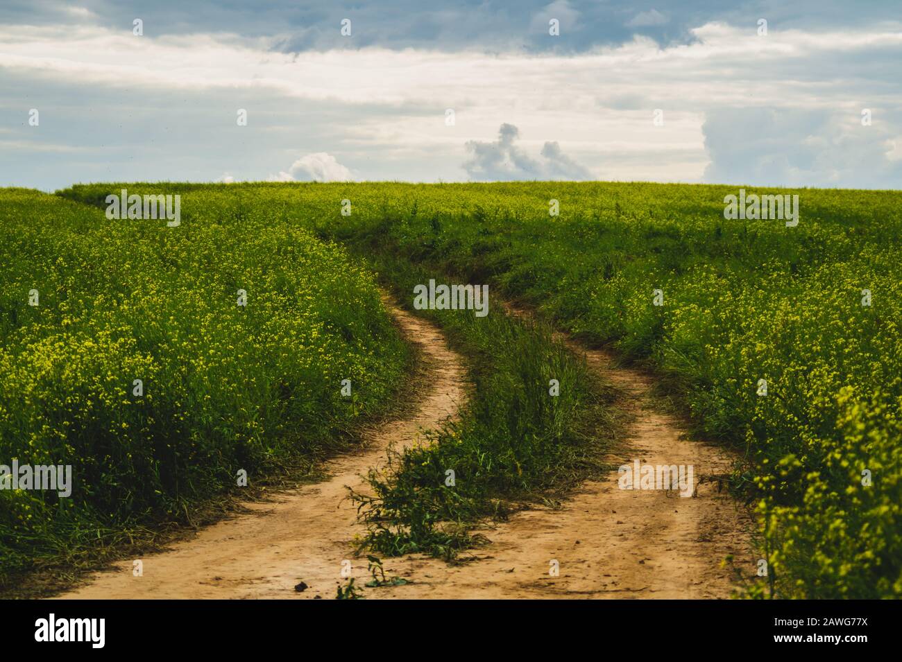 Beautiful valley. way through green meadows and hills. yellow flowering field. nature landscape with horizon line Stock Photo