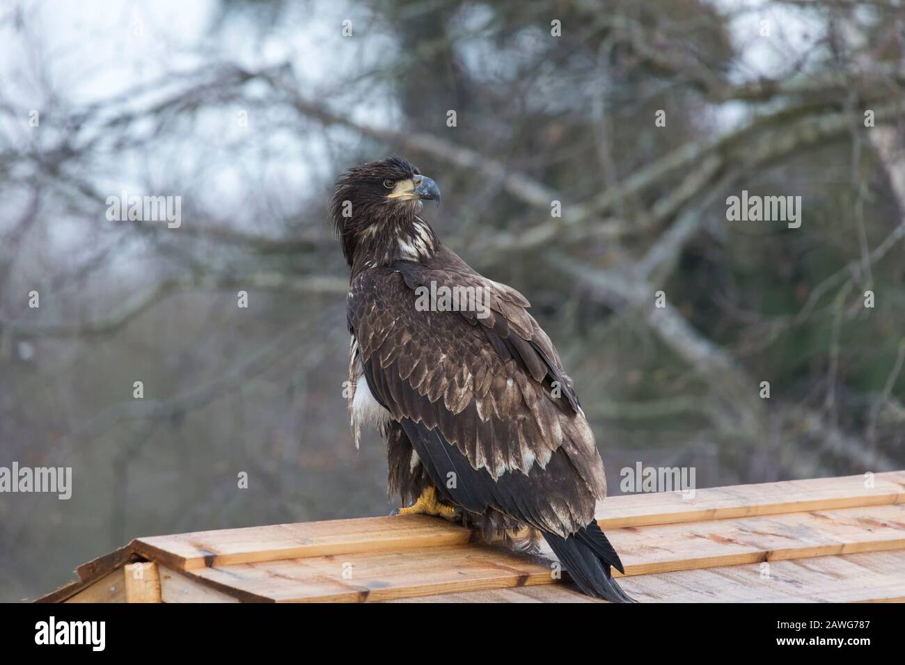 juvenile Bald eagle bird at Delta BC Canada Stock Photo