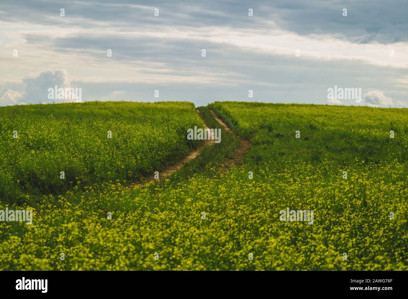 Beautiful valley. way through green meadows and hills. yellow flowering field. nature landscape with horizon line Stock Photo