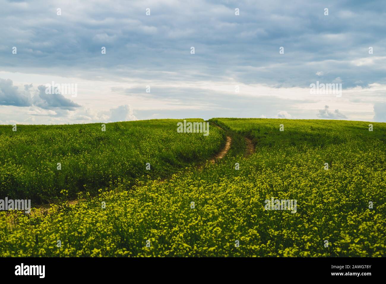 Beautiful valley. way through green meadows and hills. yellow flowering field. nature landscape with horizon line Stock Photo