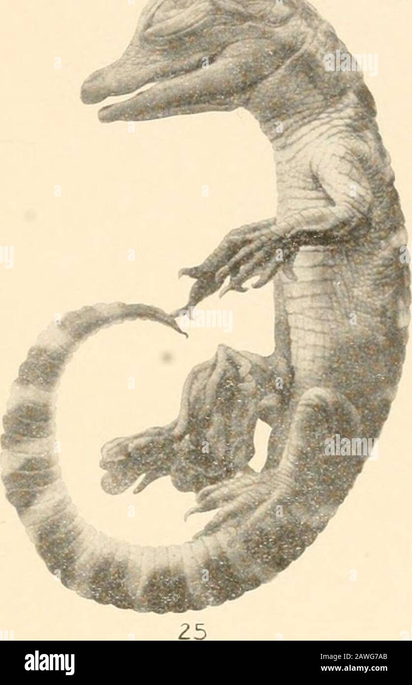 Smithsonian miscellaneous collections . 23 D DEVELOPMENT OF THE ...