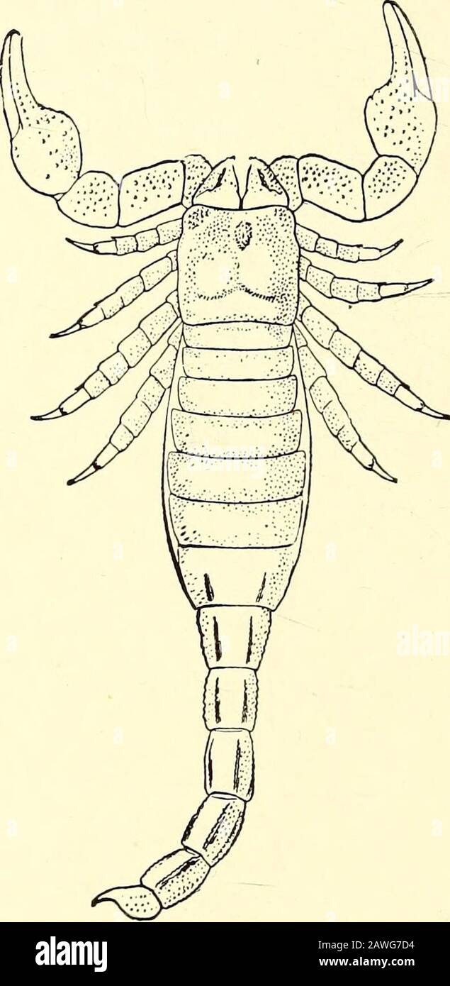 A guide to the fossil invertebrate animals in the Department of geology and palaeontology in the British museum (Natural history) . itself first appears in the Trias ; several specimens Wall-easefrom A guide to the fossil invertebrate animals in the Department of geology and palaeontology in the British museum (Natural history) . itself first appears in the Trias ; several specimens Wall-easefrom