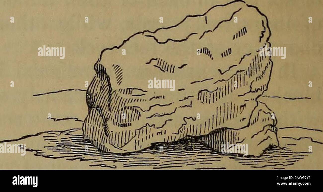 On coral reefs and islands . Figure 1 represents a mass on the island of Waterland, (one ofthe Paumotus,) six feet high, and about five in diameter; it wassolid with the reef-rock below, as though a part of it, and abouttwo feet above its base, it had been so nearly worn off by thewaters as to have become irregularly top-shape. Figure 2 is. 30 ON CORAL HEEFS AND ISLANDS. another mass, similarly attached to the reef at base, observed onKawehe, (Yincennes Island.) It was six feet high above lowwater level, and seven feet in its longest diameter. Below, ithad been worn like the one just described Stock Photo