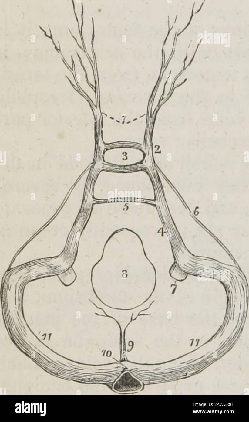 A system of human anatomy, general and special . the commencement ofthe internal jugular veins. The Circular sinus (sinus of Ridley)is situated in the sella turcica, surround-ing the pituitary gland, and communi-cating on each side with the cavernoussinus. The posterior segment is largerthan the anterior. The Superior petrosal sinuses pass ob-liquely backwards along the attachedborder of the tentorium, on the uppermargin of the petrous portion of the tem-poral bone, and establish a communi-cation between the cavernous and lateralsinus at each side. They receive oneor two cerebral veins from th Stock Photo