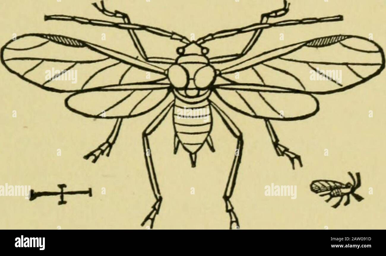 Quinces Insects Quince cultureAn illustrated hand-book for the propagation and ...