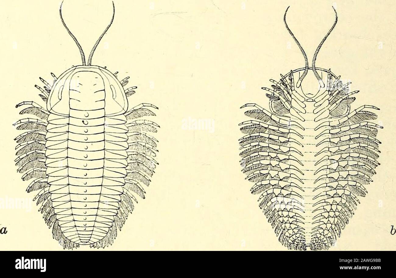 A Guide To The Fossil Invertebrate Animals In The Department Of Geology And Palaeontology In The