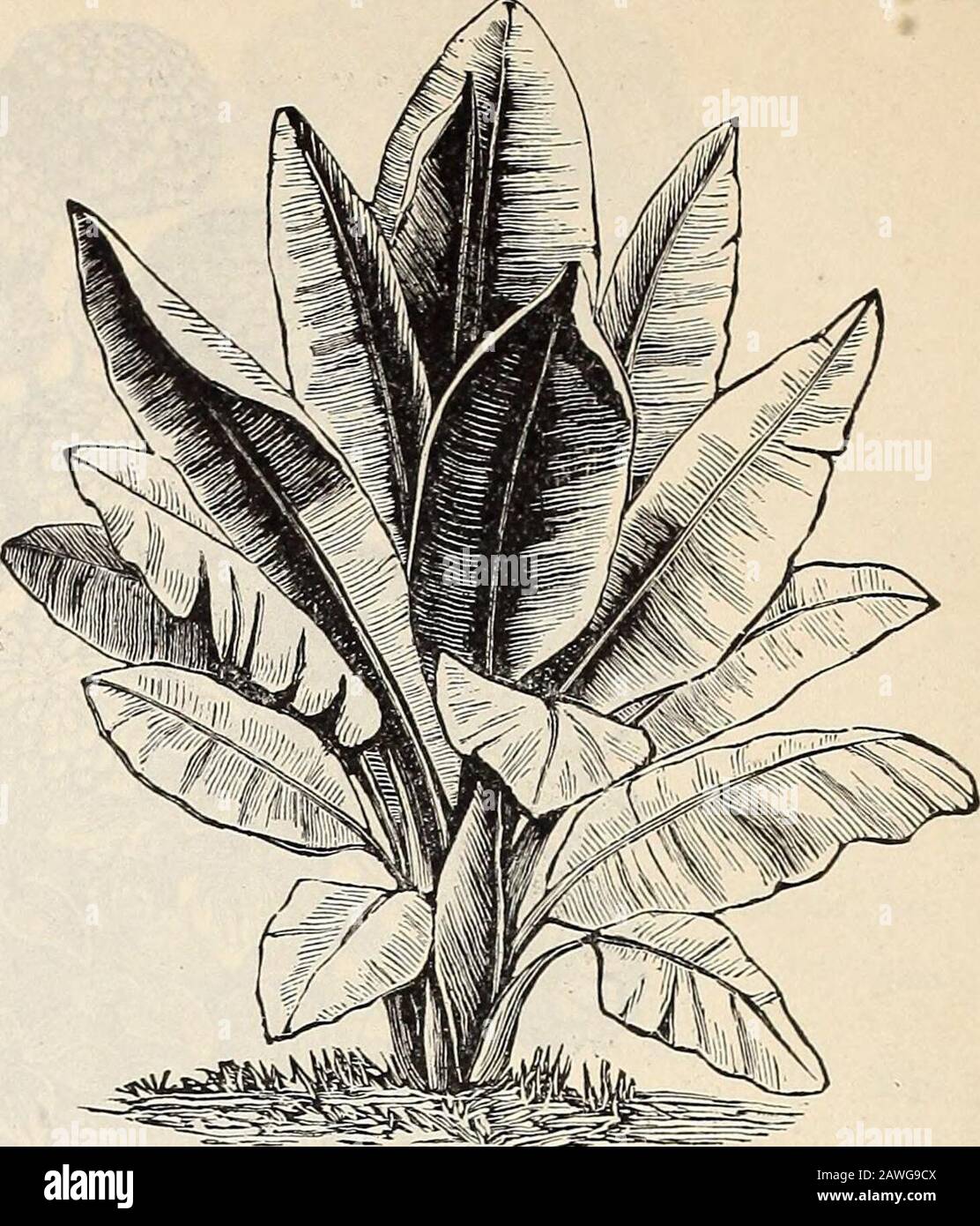 R& JFarquhar and Co'scatalogue, 1897 : reliable tested seeds plants, bulbs fertilizers tools, etc. . Arundo Donax Variegata. Tall and stately ; per-ennial. Seven feet 10 8480 Briza Gracilis. (Small Quaking=Qrass.) One ft. .058485 — Maxima. (Quaking Grass.) Annual, One ft. .058490 Bromus Brizeeformis. Elegant, large, drooping panicles; splendid; perennial. One-and-a-half foot .058495 Chloris Truncata. Silvery; annual. Two feet . .058500 Coix Lachryma. (Jobs Tears.) Annual. Oz., .30 .058505 Erianthus Ravennae Variegata. Elegant forlawn specimens, with beautiful foliage and large,# graceful plume Stock Photo