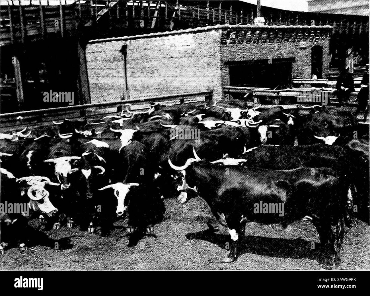 Types and market classes of live stock . tle markets. has to cream. The bulk of butcher stock is made up of fatcows, heifers, and bulls. They dress out from 50 to 61 per cent,and the carcasses are used to supply the trade in small towns,and the medium class of trade in cities. The gi-ades withinthis class are: Prime, choice, good, and medium heifers; prime,choice, good, and medium cows; and choice, good, and mediumbulls. Types and Market Classes of Live Stock 113 Heifers.—The same conformation, quality, and conditionare demanded in prime heifers that have already been notedas characteristic of Stock Photo