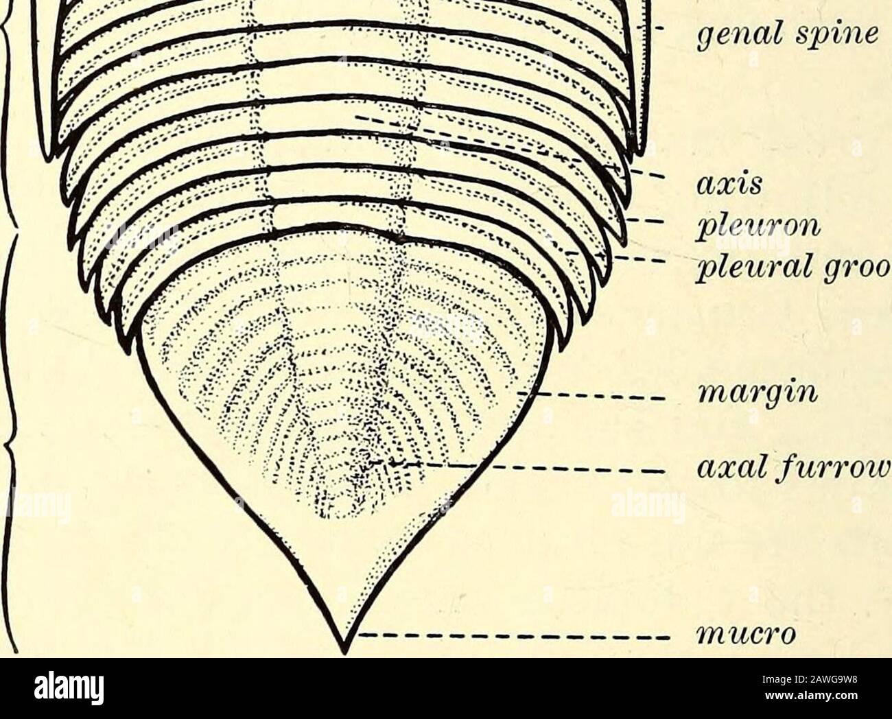 Lateral groove hi-res stock photography and images - Page 2 - Alamy