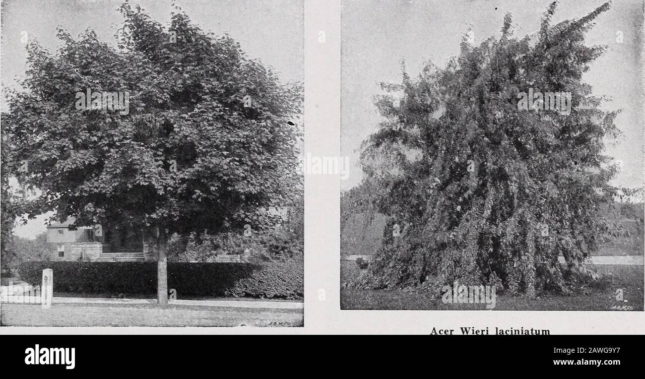 CMHobbs & Sons . Hydrangea arborescens sterilis—Hills of Snow. (See page 9). C. M. HOBBS & SONS, BRIDGEPORT, INDIANA 17. Acer Platanoides—Norway Maple. Wiers Cut-Leaved Weeping Maple. Deciduous Trees Acer - The Maples Acer dasycarpum (White or Silver Maple).A rapid growing tree of large size. Adapts it-self to a variety of soils, with the exception ofdry ground. var. dasycarpum Wieri lacinialum (WiersCut-leaved Weeping Maple). Graceful droop-ing branches. Especially attractive as a tall-growing lawn specimen. var. negimdo (Box Elder or Ash-leavedMaple). Large spreading- tree of rapid growth. v Stock Photo