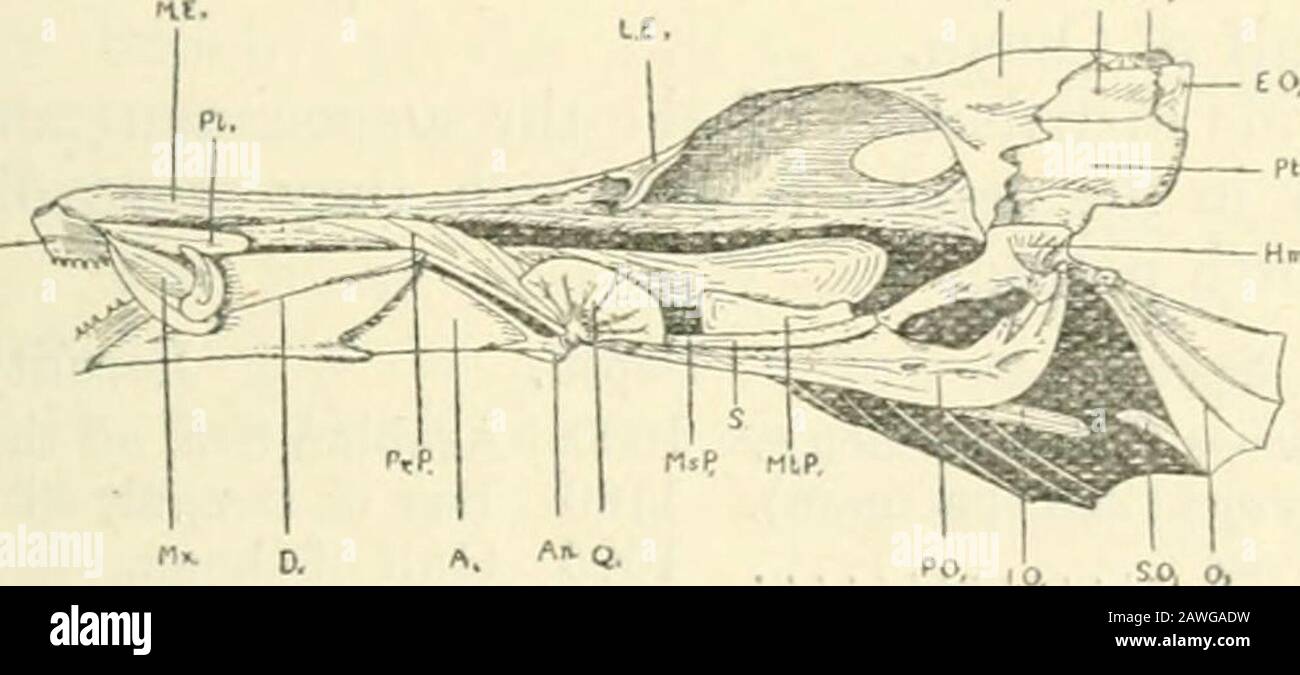 The annals and magazine of natural history : zoology, botany, and geology . ns the usual articulations. Tlio oixMcular apparatus consists of the usual four bones.Tlie j)r;voi)erclc is much proh^nged forward to articulate withthe quadrate. The sub- and intcropercles are small andlinear. The opercle, a very thin triangular bone, bears at itsup|)or end a projicfing knob, wiiich is seen externally as awell-marked |)rominence halfway between the eye and theUj)per end of the branchial openint^. The lower jaw contains articular angular and dentarybones. The upper part of the snout is formed by one lo Stock Photo