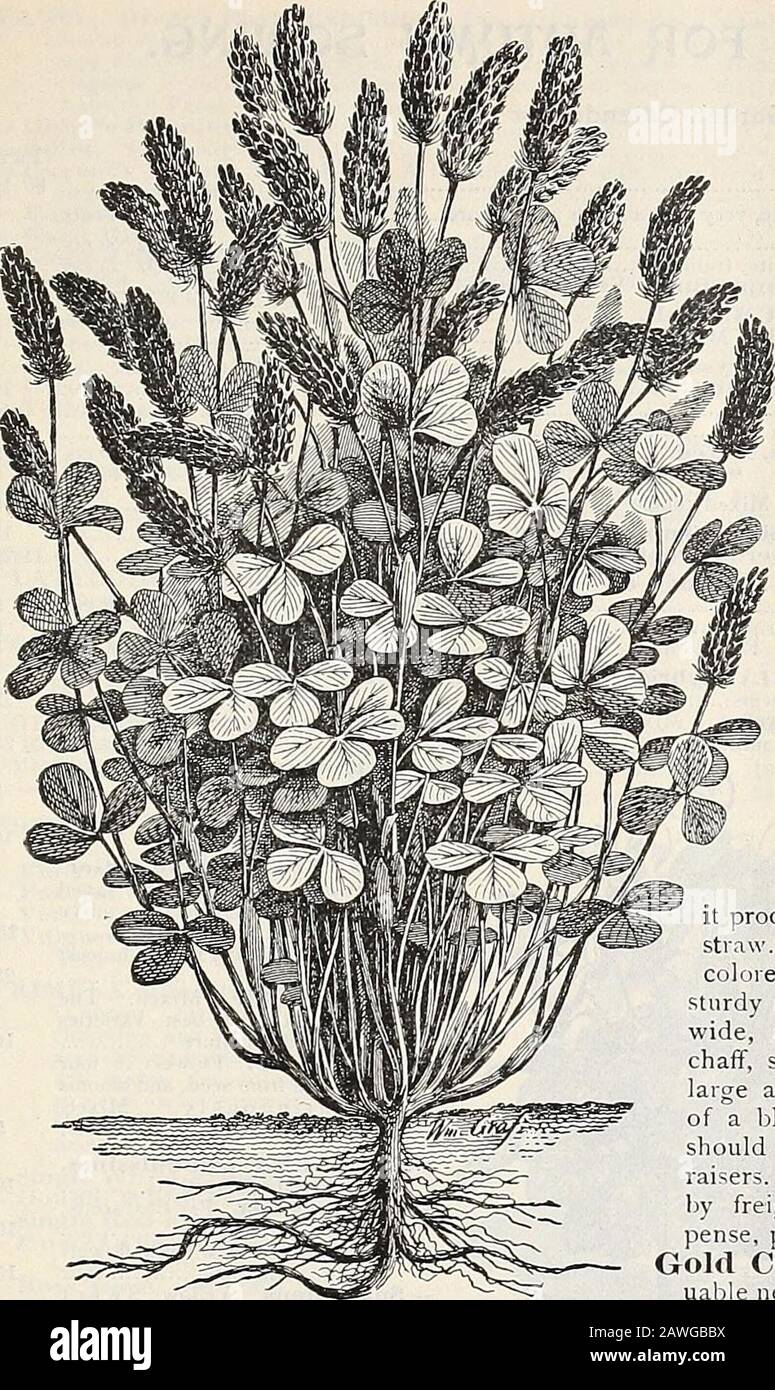 Dreer's autumn catalogue : 1899 bulbs plants, seeds, etc . 75 12 00 Canadian Blue. Per lb., 15 cis.; per bus. (14 lbs.), §1.50 10 00 Wood Meadow Grass. Per lb., 35 cts 30 00 Orchard Gra.ss. Per lb , 20 cts.; per bus. (14 lbs.), $2.25. 15 00 Tall Meadow Oat Grass. Per lb., 20 cts 16 00 Crested Dogstail. Per lb., 40 cts 35 00 Sheeps Fescue. Per lb , 20 cts 15 00 lUO LBS. Meadow Fescue. Per lb., 15 cts. Bus. (22 lbs.), §2.50..$11 00Hard Fescue. Per lb., 20 cts. Puis. (12 lbs.), §2.25.. 15 00 Meadow Foxtail. 35 cts. per lb. ; 10 lbs., §3.25 30 00 Perennial Sweet Vernal Per lb., 50 cts. Rough Stalk Stock Photo