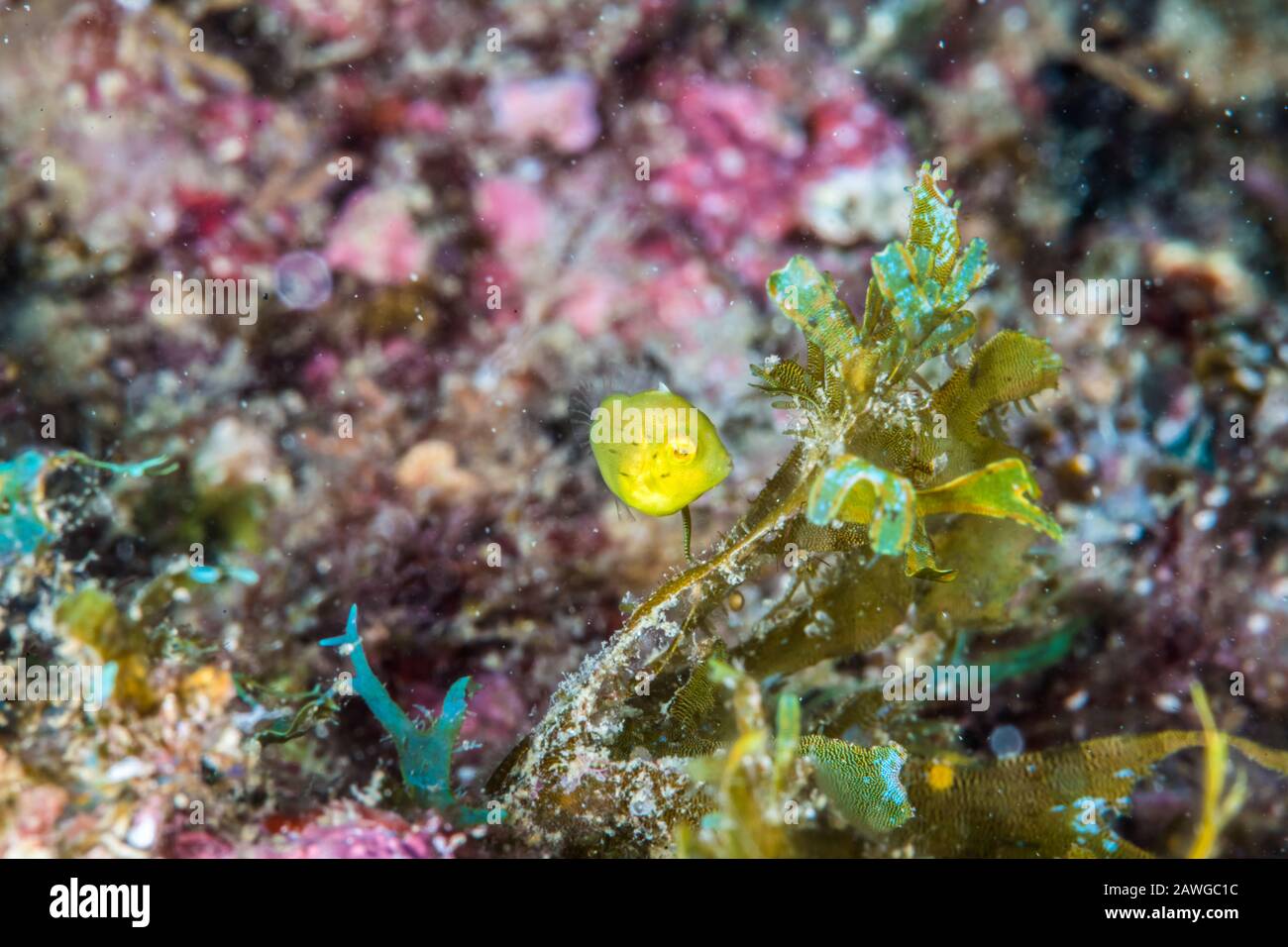 Whitespotted pygmy filefish, Rudarius ercodes Jordan & Fowler, 1902,  at a coral reef. Kushimoto, Japan Stock Photo