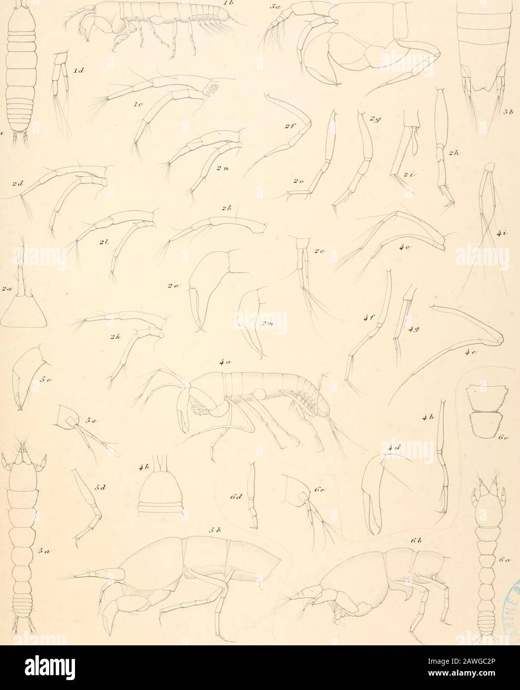 The Danish Ingolf-Expedition . 1. Jfeotanat-s aerratiap&rvo&Ust Mam.i.stebl. Z. JT. /i&lt;/-inlsus n.rp. 3. Pseiiiiotiijntix fercipaiuj LUtfei.4 1. Ltbj/.vsi rujp. •H.P.Ltiyeborgii &0.S. 6. P. &lt;«•nl.itu.i n,.sp. fl.J HlUl Jc/t .Iff r.Y M.M-r tc . r/,.- Tngolf Expeditions. M.3. HJ H.ms.i, Crustacea Malacostraaz II /•/.///. I. Pseudotanais oculatus n.np. ?. /•* n/Tinir J/J// 4 P. lnii;/ipes n sf .: TyphlotcuiaCs irreguZaris n.rp. ILIHun.Vfii dsl. 3 &lt; / affini.t IIJII. ? „,/(•. -£ in a,ruf,?/,////,i ruip. T. i v.-il.-r jv The TngoU Expedition Jll.3. H..T. Kiiits&lt;- n Crustacea MaZacortmca Stock Photo