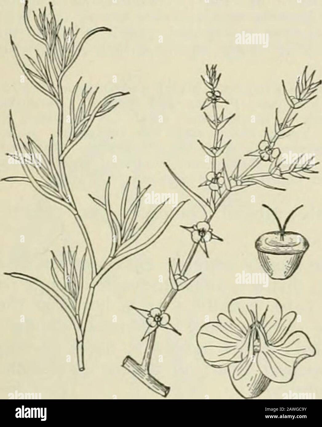 An illustrated flora of the northern United States, Canada and the British possessions : from Newfoundland to the parallel of the southern boundary of Virginia and from the Atlantic Ocean westward to the 102nd meridian; 2nd ed. . ceous, not conspicuously veined; plant maritime.Calyx membranous, very strongly veined ; plant an inland weed. 1. 5. Kali. 2. S. peslifer. Genus 14. GOOSEFOOT FAMILY. I. Salsola Kali L. Saltwort. PricklyGlasswort. Fig. 1713. Salsola Kali L. Sp. PI. 222. 1753.Salsola Tragus L. Sp. PI. Ed. 2, 322. 1762.Salsola caroliniana Walt. FI. Car. iii. 1788. Annual, glabrous or of Stock Photo