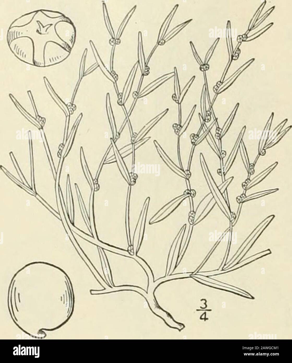 An illustrated flora of the northern United States, Canada and the British possessions : from Newfoundland to the parallel of the southern boundary of Virginia and from the Atlantic Ocean westward to the 102nd meridian; 2nd ed. . 24 CHEXOPODIACEAE. 2. Dondia maritima (L.) Druce. Low or Annual Sea-Blite. Fig. 1711.. Chcnopodium tnarilimum L.Suacda maritima Dumort. Sp. PI. 221Prodr, Fl. 1753- Dondia maritima Druce, Ann. Scot. Nat. Hist.i8g6: 42. 1896. Annual, pale green and somewhat glaucous,stem mostlj- decumbent, bushy-branched,5-i5 high, becoming brownish, the branchesascending. Leaves s-l2 l Stock Photo