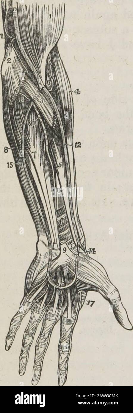 Brachialis anticus hi-res stock photography and images - Alamy