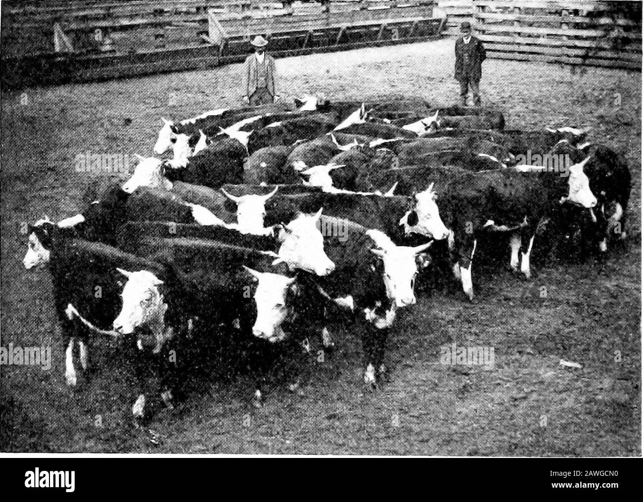 Cattle Feeder Black And White Stock Photos Images Alamy