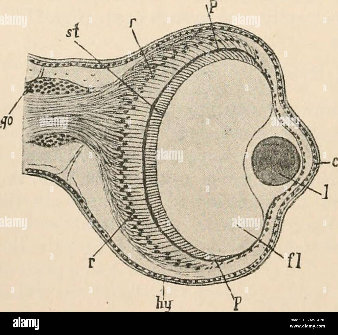 Text-book of comparative anatomy . cerebral rudiment; these very often ...