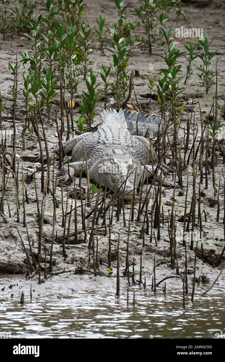 Estuarine crocodile (Crocodylus porosus) sunning on madflat on banks of Johnstone River, North Queensland Stock Photo