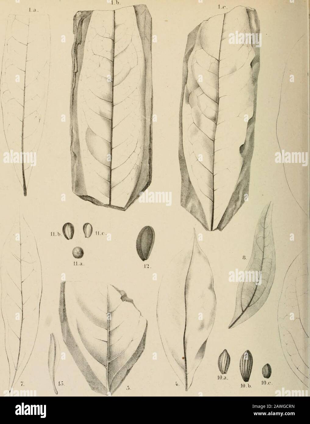 Palaeontographica . s BiicIliiWVli. K.  lig..).Iliiiiis|)luniiorvi;iriii;)riiiisAVl).K. Fi&lt;i.L. Popiihis .slyiariloli.i WVh K . oiiWob. H.  ?? - ? - ? - ?— &«*«,;:* ri. Fio.l. Salix gniiditolia AWb.a.lMi.ü.c A.  Vi-i 2. r.aiinis IrislaiiiacfbliaNVel). Iv   Fig.). J.aiims sÜTarifolia&gt;b. Oi Vii 7. I„uinis |)i()t(Kla|iliiicVI).H.  Kii.ü Dmi.Iiiio^ciu laiiceoJala lujR. Fio.9. Daplinoseue ellipTicaWb.O. P aciiiiiiiiala &gt;l&gt; ()r  Kis lt Aristolirlua pi-iiiiacva WVb. R. Vd l,j.Klaeoides laiiceohj Tab.XI. Oll. 1 G.a. Stock Photo