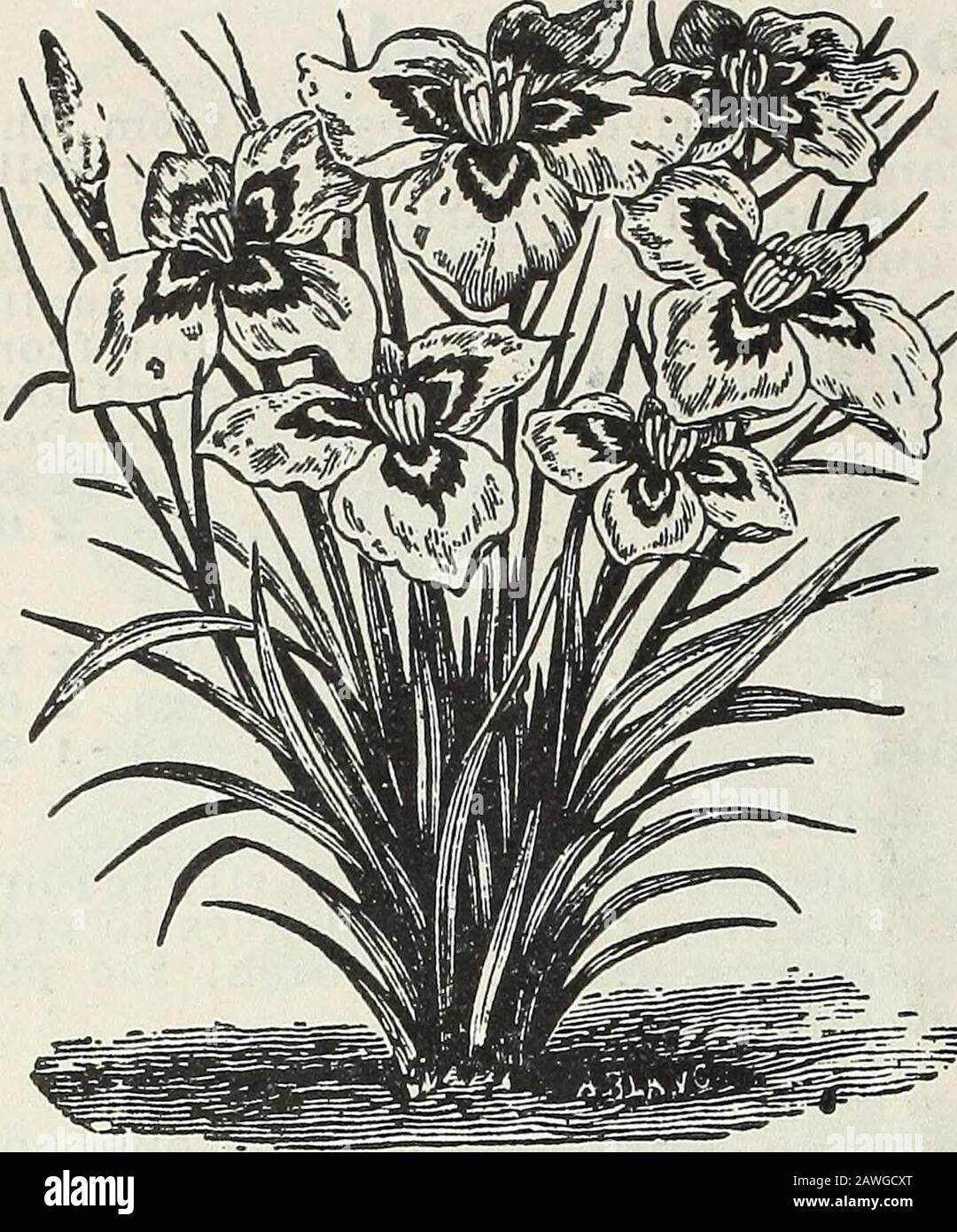 Bulbs and plants : autumn 1906 . Freesla. 14 CURRIE BROS. CO., MILWAUKEE, WIS.. Peacock Iris.IXIA. Its little star-shaped flowers are un-assuming-, but very pretty and very in-teresting-. They present almost everyknown color—three or four differenthues appearing in almost every flower.Each. Doz. 100Mixed Varieties 2 15 75 LEUCOJUM—Snowflake. Vernurn (Spring Snowflake)—One ofthe earliest spring flowers, with whiteblossoms, green tipped, like very largesnowdrops. They are very gracefuland have a delicate fragrance like thatof the Violet. Should be planted inborders or clumps on the lawn. Each 3c Stock Photo