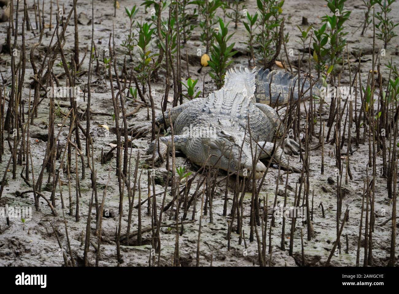 Estuarine crocodile (Crocodylus porosus) sunning on madflat on banks of Johnstone River, North Queensland Stock Photo