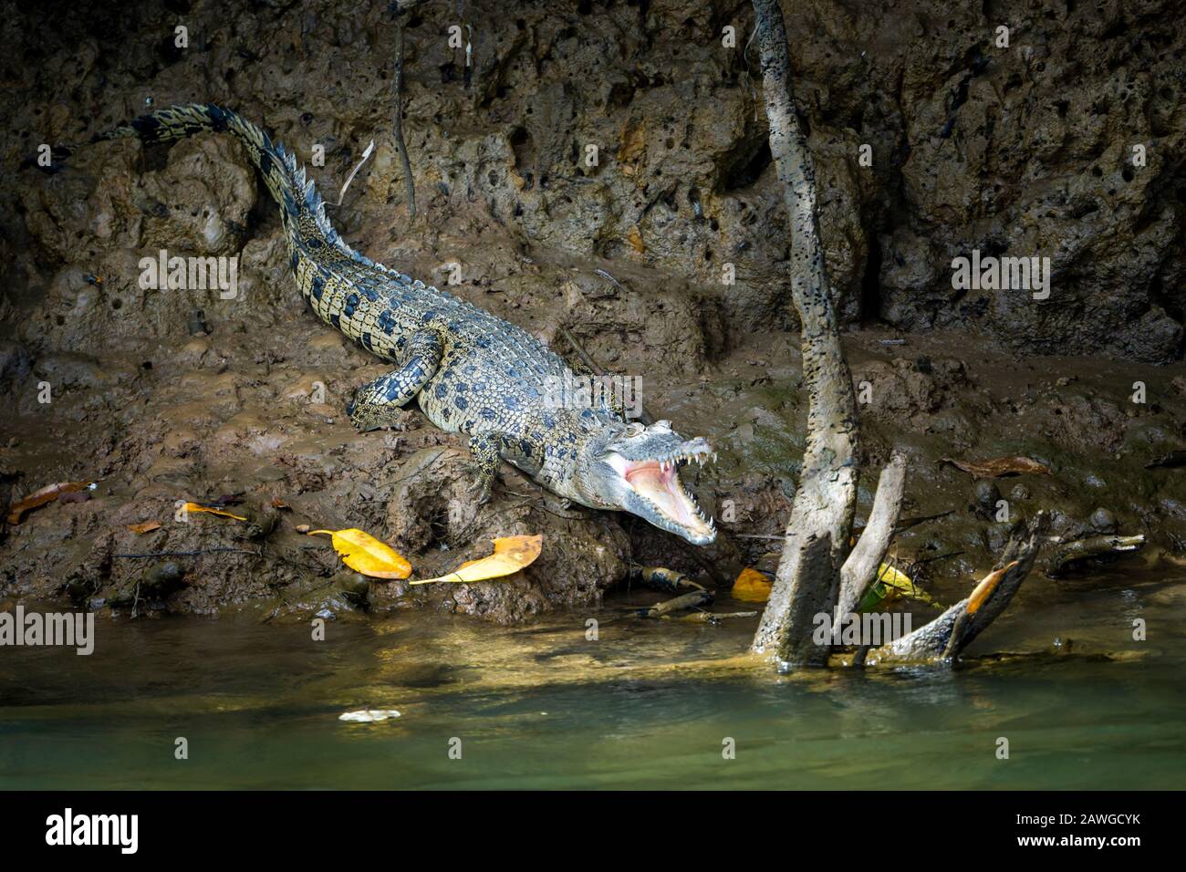 Estuarine crocodile (Crocodylus porosus) with mouth open sunning on madflat on banks of Johnstone River, North Queensland Stock Photo